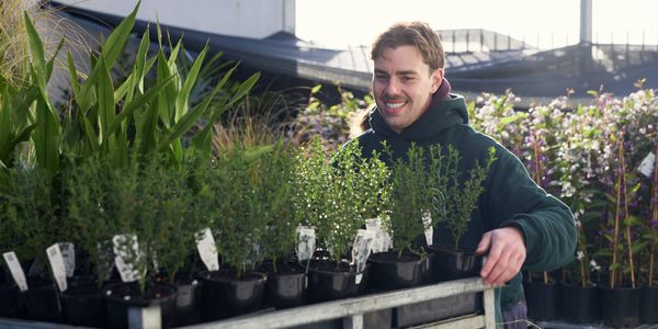 Trade Service -  Commercial Greenlife - SBS - 1. Wide range of nursey grage