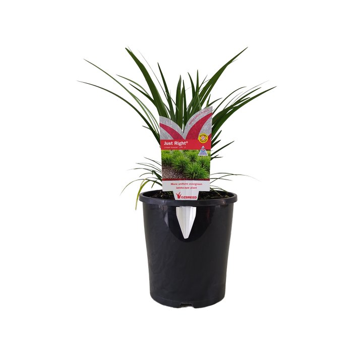 140mm Liriope Just Right - Liriope muscari