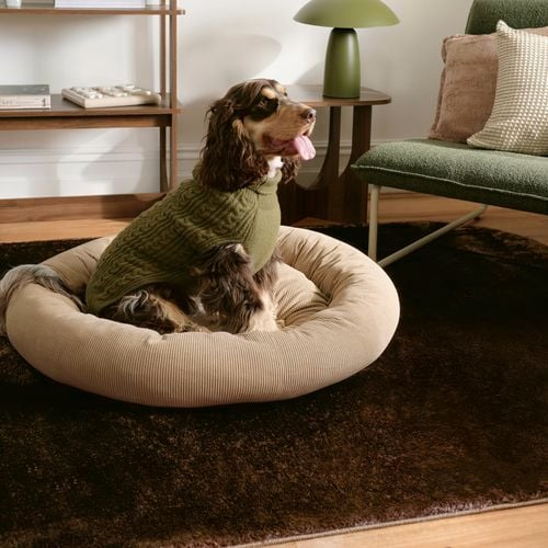 A medium-sized dog wearing a green knit sweater sits on a round beige dog bed in a living room with a wooden bookshelf, side table, and green upholstered chair.