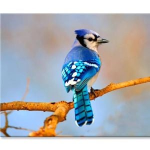 Lue Jay Sitting on A Tree Branch  Print 100% Australian Made 90 x 60cm  (Stretched)