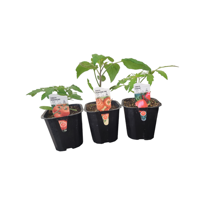 Plant Heirloom Tomato 10cm