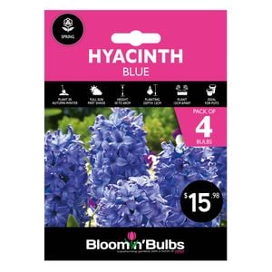 Bloomin' Bulbs Hyacinth Blue - 4 Pack