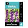 Bloomin' Bulbs Gladioli Purple Party - 4 Pack