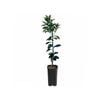 4L Grapefruit Ruby Grafted - Citrus paradisi