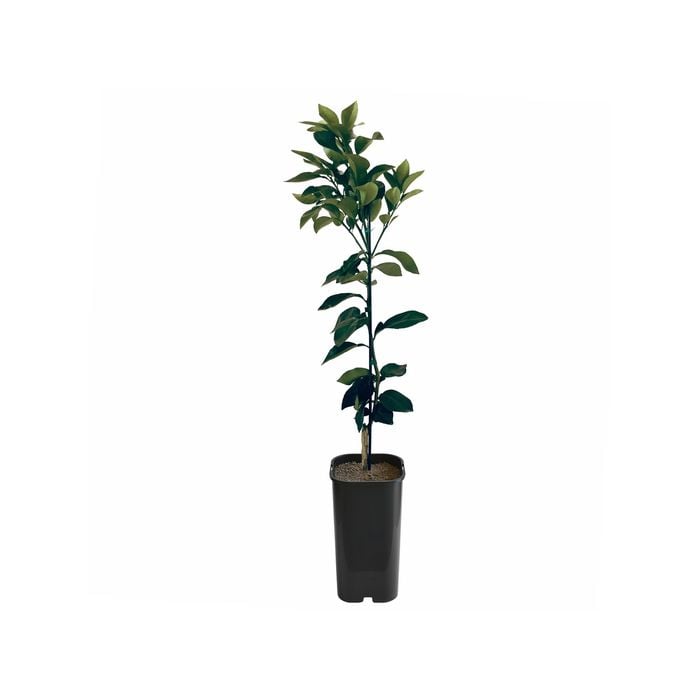 4L Grapefruit Ruby Grafted - Citrus paradisi