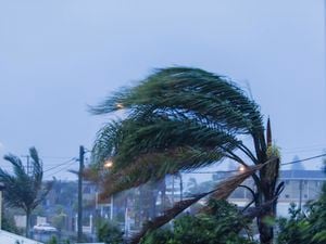 Palm trees slanting on the side from wind next to power lines and houses.