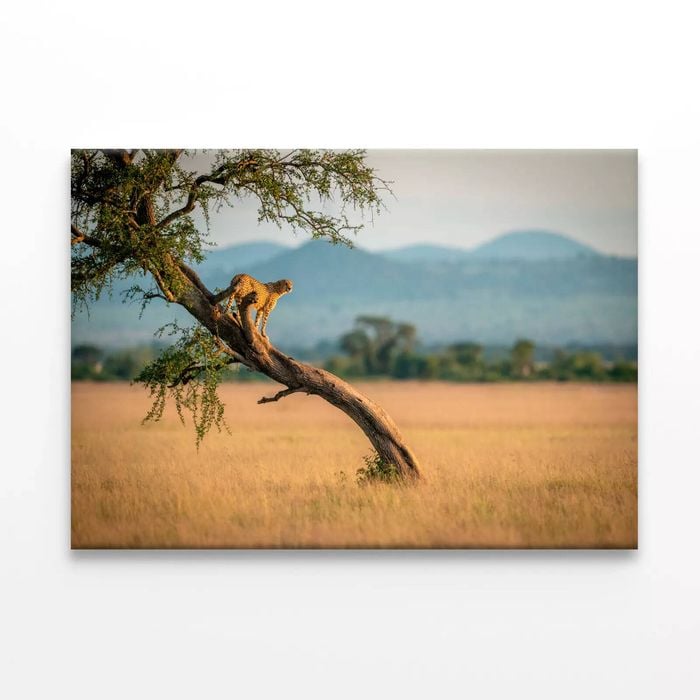 Cheetah Stands On a Tree  Print 100% Australian Made 75 x 50cm  (Stretched)