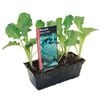 Broccoli Magic Dwarf Punnet  - Brassica oleracea var. italic
