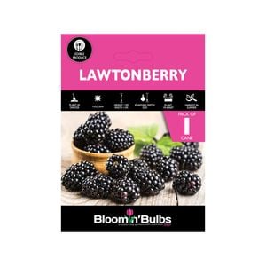 Bloomin' Bulbs Lawtonberry - 1 Pack