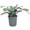 170mm Fishbone Prayer Plant - Ctenanthe burle-marxii