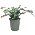 170mm Fishbone Prayer Plant - Ctenanthe burle-marxii
