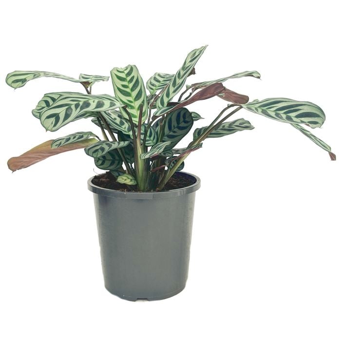 170mm Fishbone Prayer Plant - Ctenanthe burle-marxii