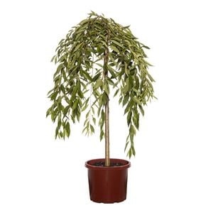 330mm Pink Snow Showers Weeping Cherry - Prunus pisnshzam
