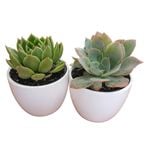 90mm Desk Buddy Succulents  - Echeveria elegans