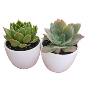 90mm Desk Buddy Succulents  - Echeveria elegans