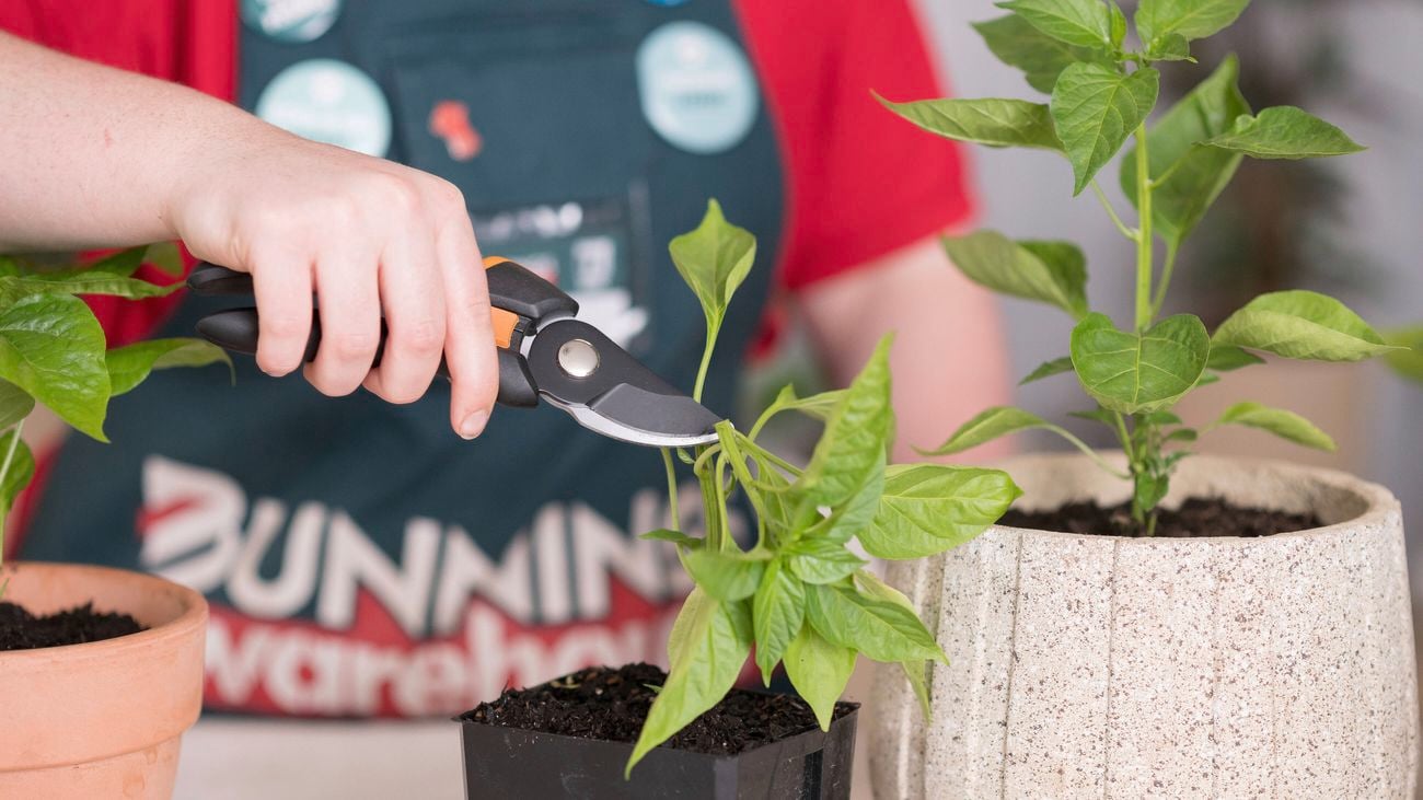 Trimming plant with pruning shears.