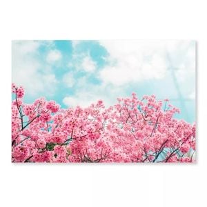 Kawazu Cherry Blossoms  Print 100% Australian Made 150 x 100cm  (Acrylic)
