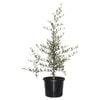 270mm Olive Tolley's Upright - Olea europaea var. europea