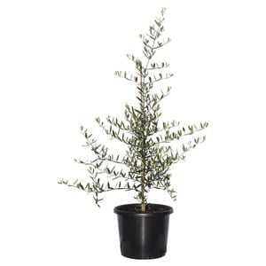 270mm Olive Tolley's Upright - Olea europaea var. europea