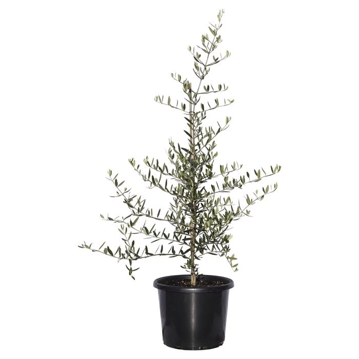 270mm Olive Tolley's Upright - Olea europaea var. europea