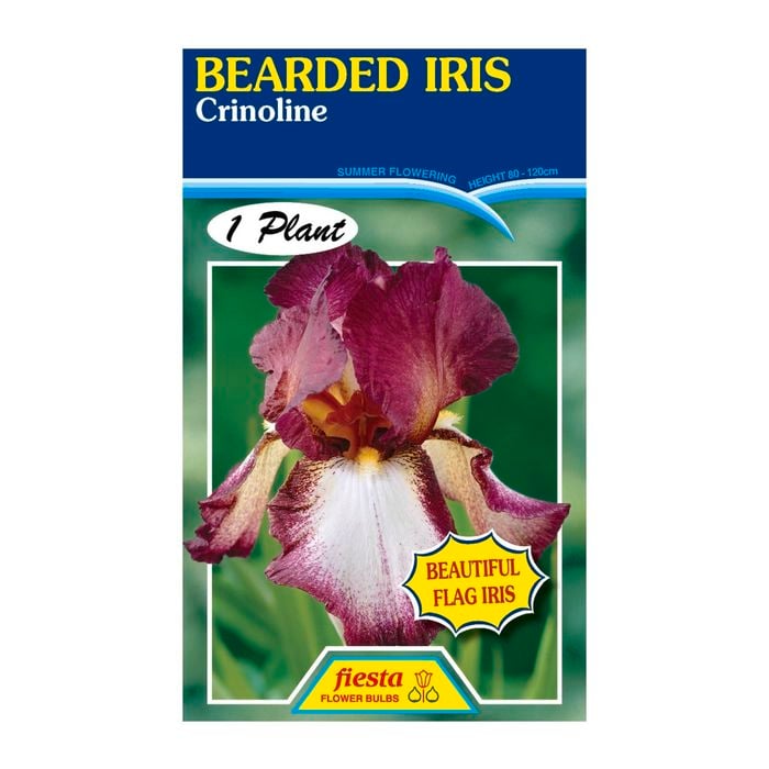 Fiesta Flower Bulbs Iris Germanica Crinoline Bulb
