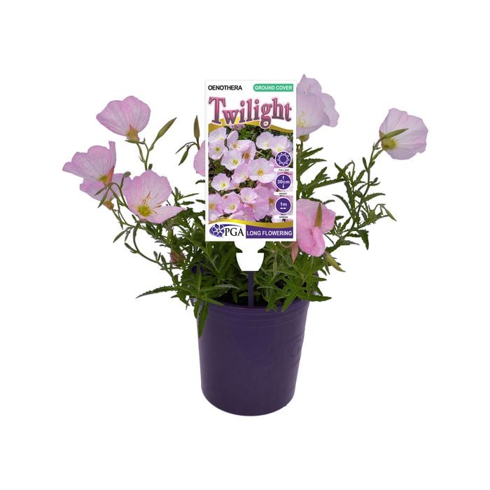 140mm Evening Primrose - Oenothera Twilight