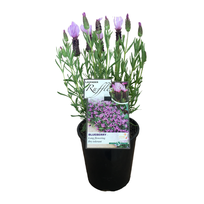 1.9L Lavender Ruffles Blueberry - Lavandula stoechus Pedunculata