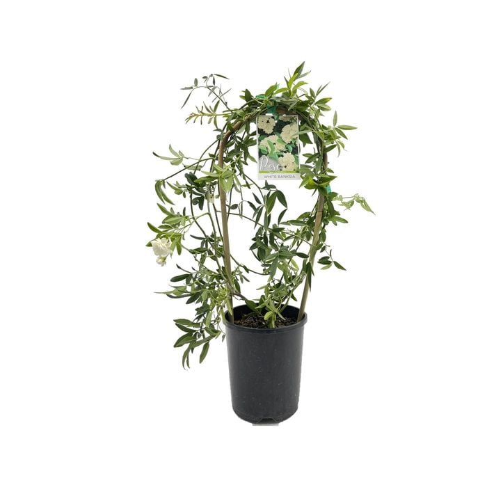 140mm White Banksia Rose - Rosa banksia Alba