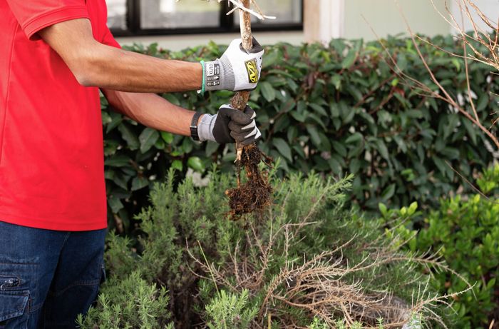 Person wearing gardening gloves removing a dead shrub with exposed roots from a garden bed beside a house.