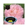 Fiesta Bulb Paeony Albert Crouse Packaged Tuber - 1 Pack