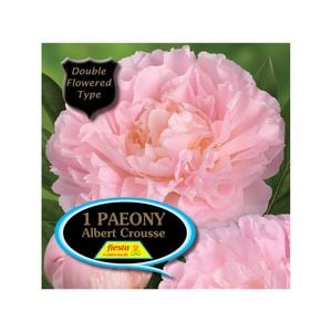 Fiesta Bulb Paeony Albert Crouse Packaged Tuber - 1 Pack