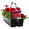 10 Cell Petunia Red - Petunia x hybrida