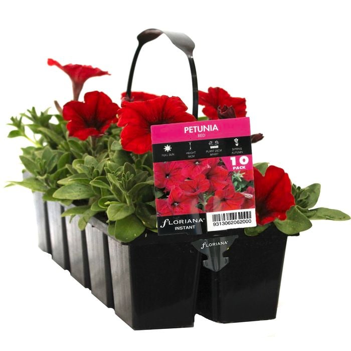 10 Cell Petunia Red - Petunia x hybrida