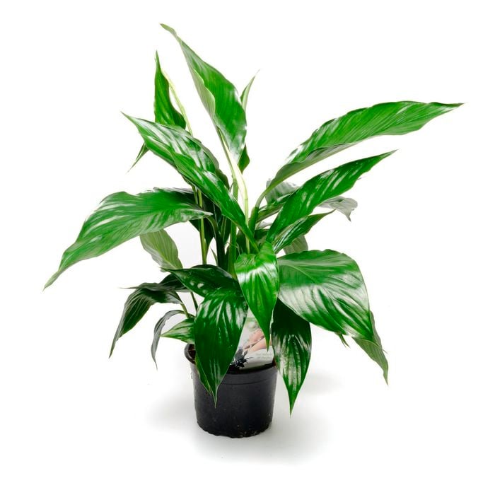 140mm Spathiphyllum Peace Lily
