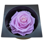 Blooms Of Joy 8cm Baby Lily Large Rose