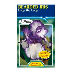 Fiesta Flower Bulbs Iris Germanica Loop the Loop Bulb