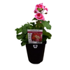 150mm Geranium Assorted - Pelargonium zonale