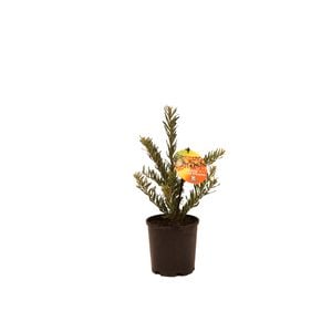 140mm Grevillea Bonnie Prince Charlie - Grevillea alpinia x rosmarinifolia