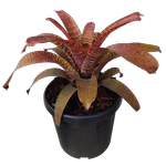 6L Bromeliad - Vriesea fosteriana Rubra