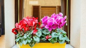 Red and pink cyclamen flowers in a yellow pot.