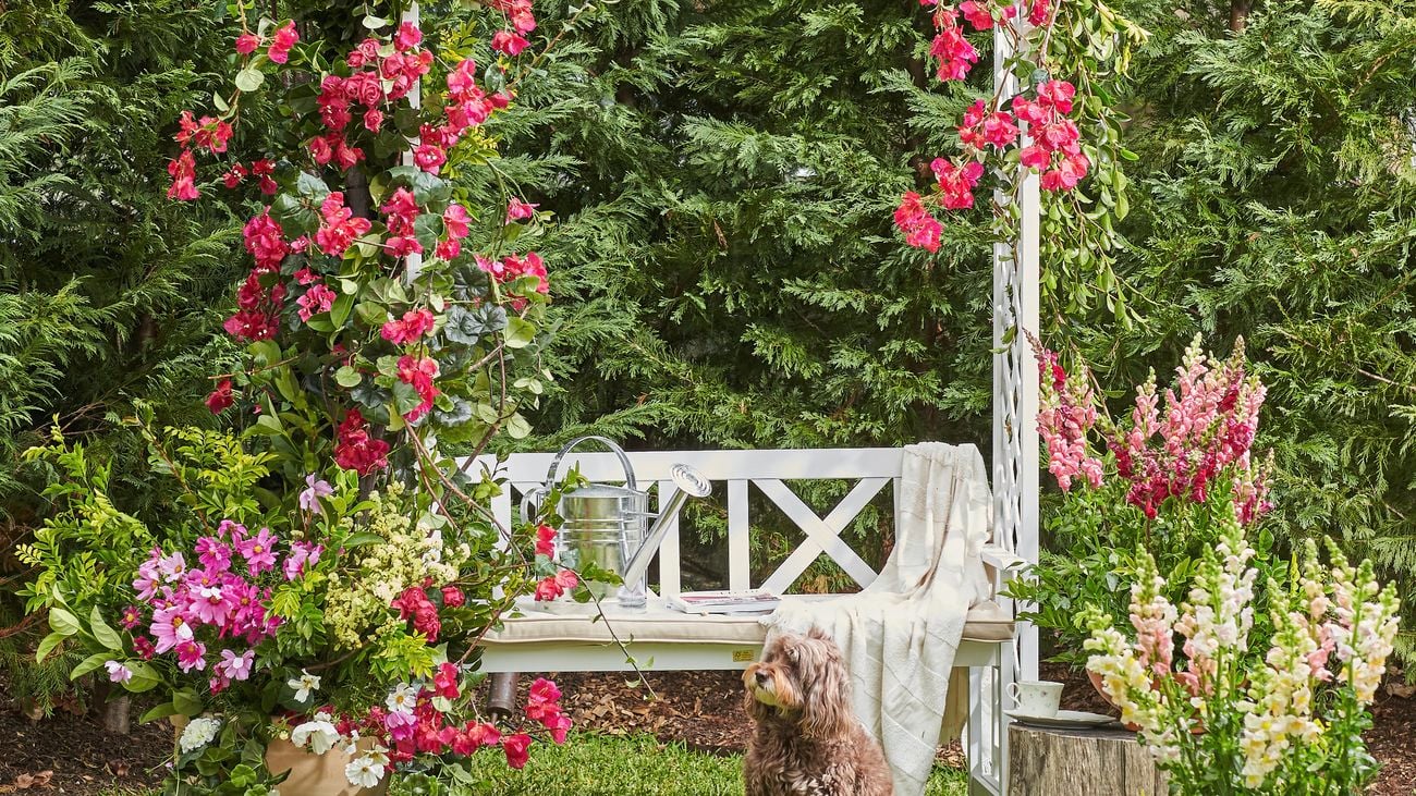 Dog sits in front of an archway covered in pink flowers.
