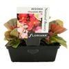 Begonia Chocolate Mix Punnet - Begonia x semperflorens