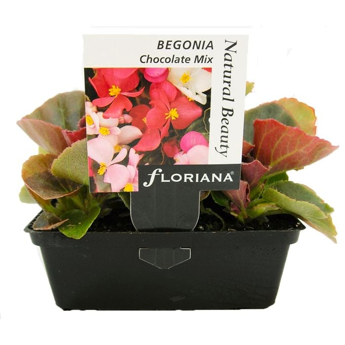 Begonia Chocolate Mix Punnet - Begonia x semperflorens