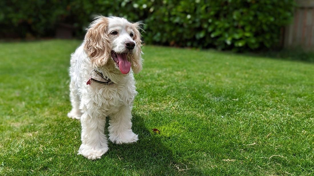 A small white, long-eared dog stands on bright green grass with its tongue out, looking happy.