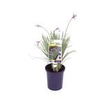 140mm Silver Lace - Tulbaghia violacea