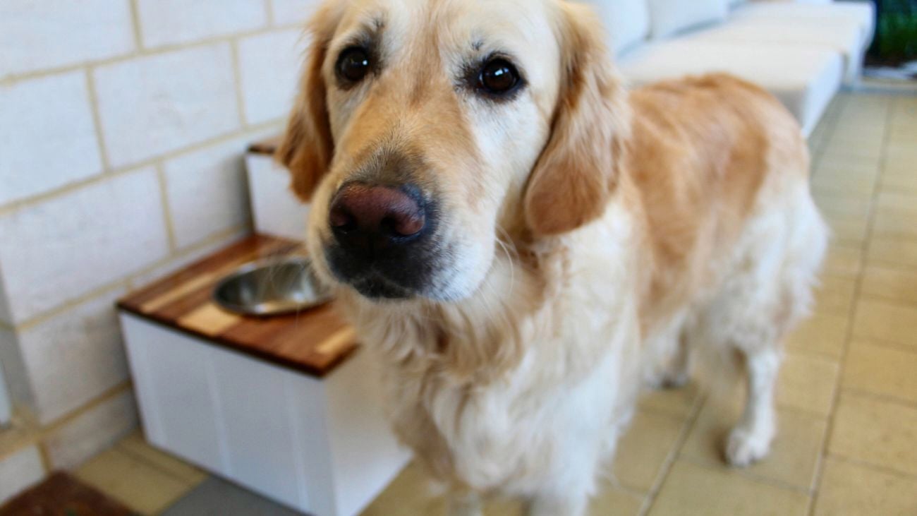 Dog in front of a hampton styled dog feeding station
