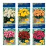 Fiesta Flower Bulbs Dahlia Gallery