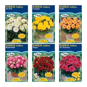 Fiesta Flower Bulbs Dahlia Gallery