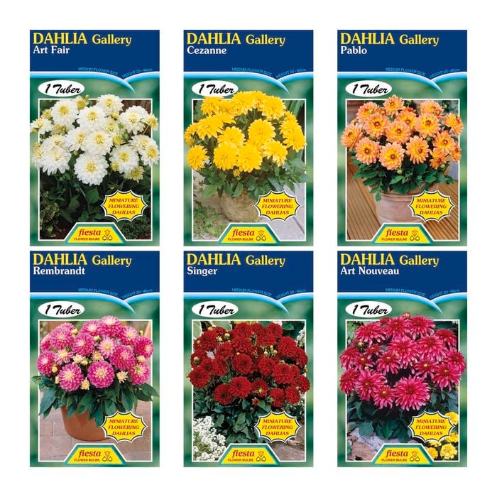 Fiesta Flower Bulbs Dahlia Gallery