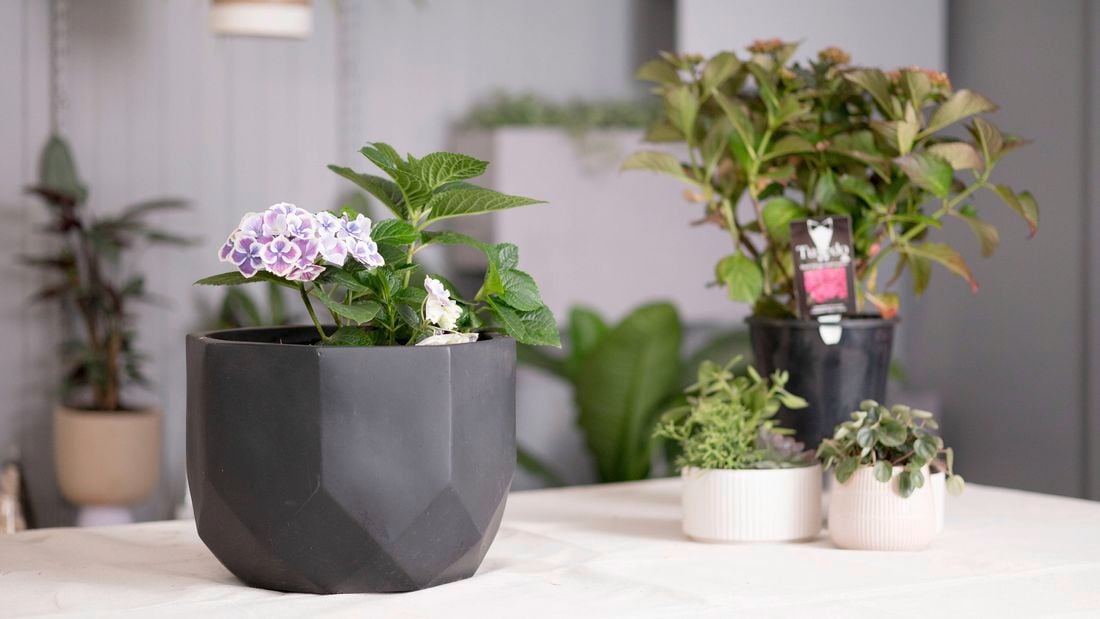 Purple hydrangea in a black pot.
